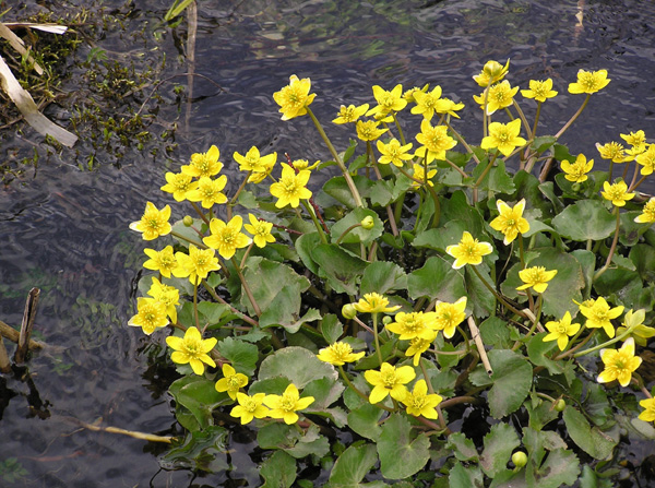 尾瀬の木道エコペーパー　リュウキンカ