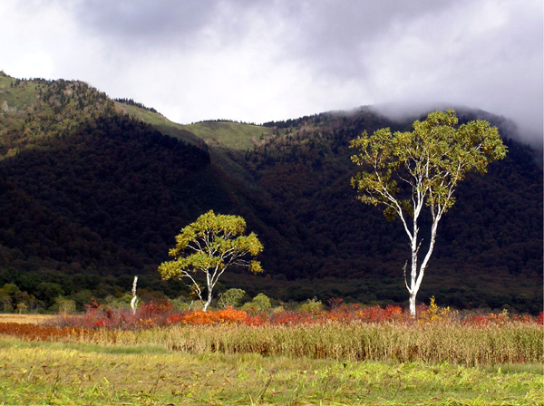 尾瀬の木道エコペーパー　草紅葉