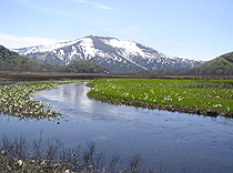 中田代　至仏山と水芭蕉