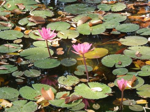バンテアイ・スレイ寺院