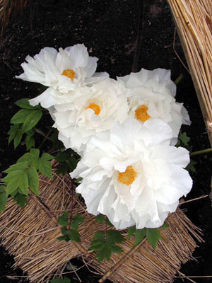 鎌倉　八幡宮牡丹園