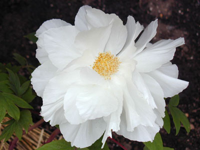 鎌倉　八幡宮牡丹園