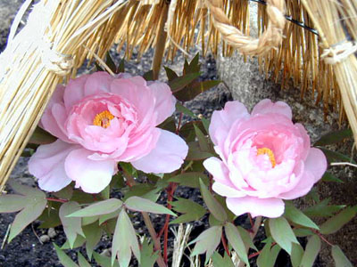 鎌倉　八幡宮牡丹園