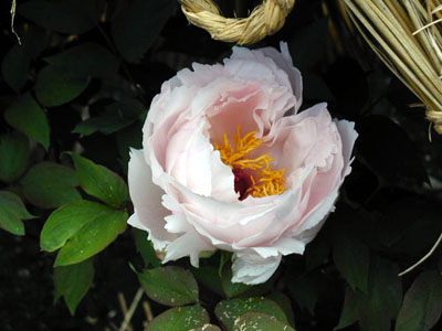 鎌倉　八幡宮牡丹園