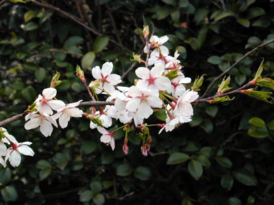 鎌倉　八幡宮牡丹園