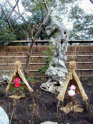 鎌倉　八幡宮牡丹園