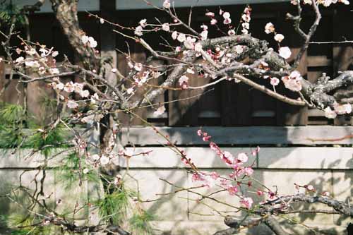 鎌倉　荏柄天神社