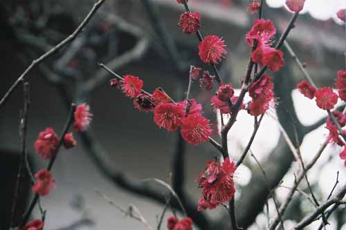 鎌倉　宝戒寺(はぎ寺)
