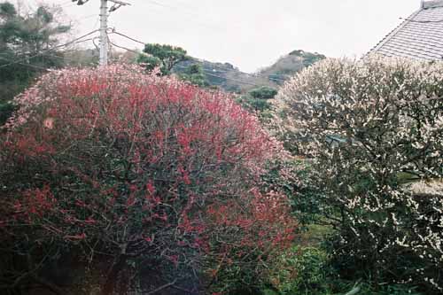 鎌倉　宝戒寺(はぎ寺)