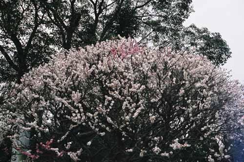 鎌倉　宝戒寺(はぎ寺)