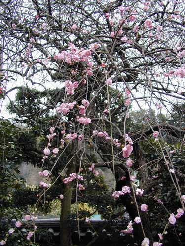 鎌倉　宝戒寺(はぎ寺)