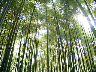 報国寺（竹の寺）