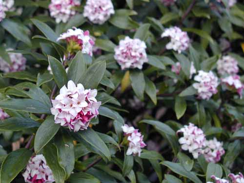 鎌倉　妙法寺(苔寺)