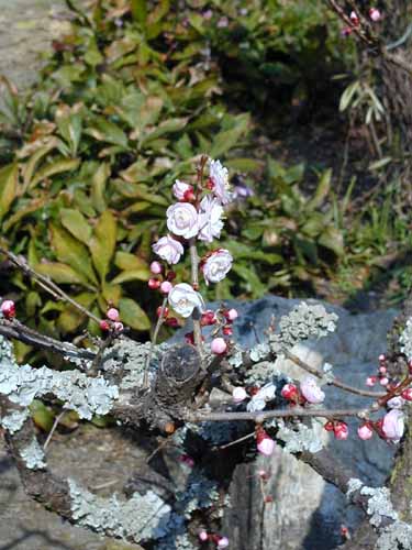 鎌倉　妙法寺(苔寺)