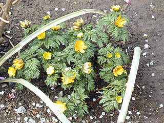 東慶寺（かけこみ寺）