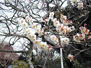 東慶寺（かけこみ寺）