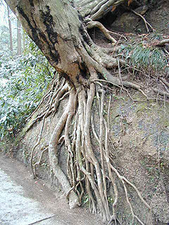 東慶寺（かけこみ寺）