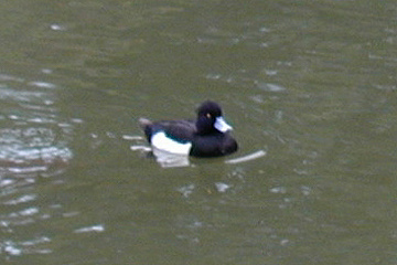 キンクロハジロ