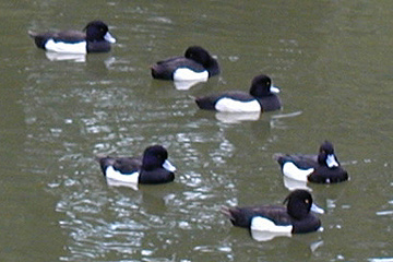 キンクロハジロ