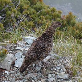 吊り尾根・前穂高岳