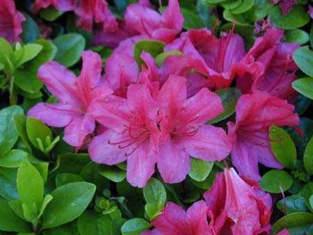 肥後細川庭園(新江戸川公園)