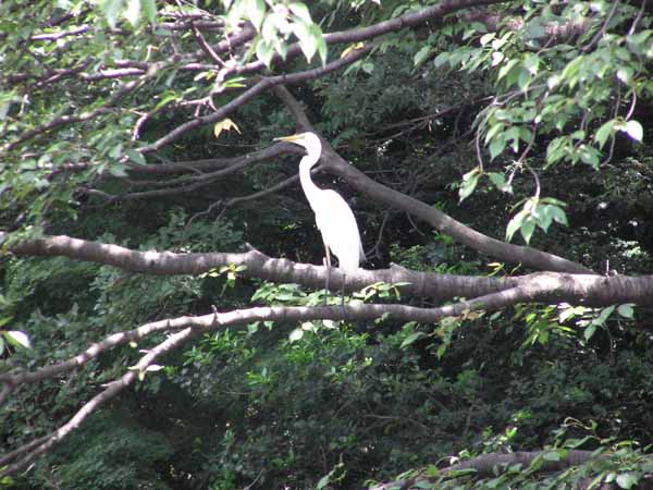 肥後細川庭園(新江戸川公園)