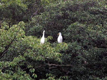 肥後細川庭園(新江戸川公園)