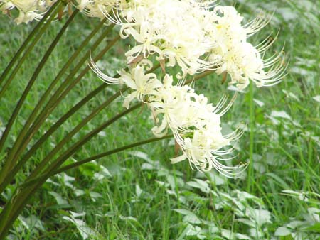肥後細川庭園(新江戸川公園)