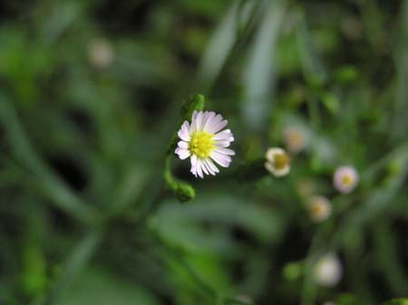 肥後細川庭園(新江戸川公園)
