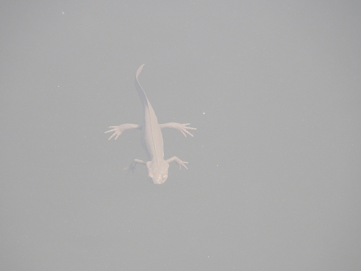 アカハライモリ