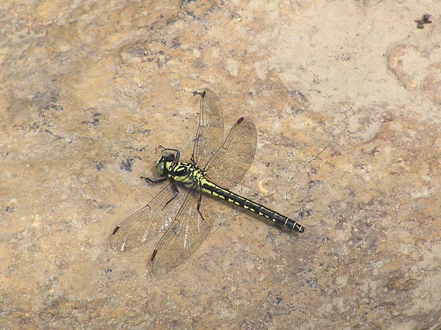 シオカラトンボ　メス
