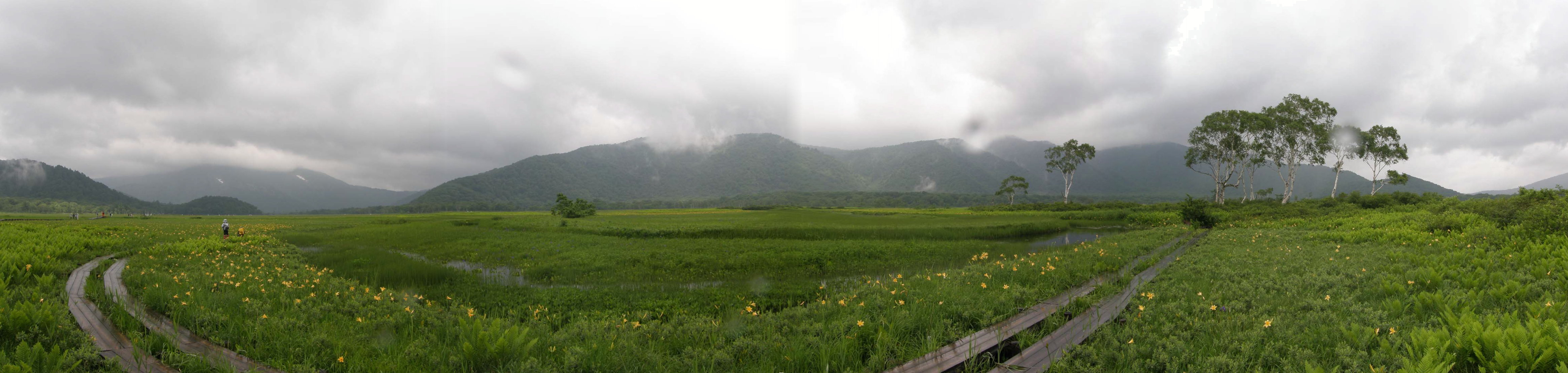 中田代のニッコウキスゲ