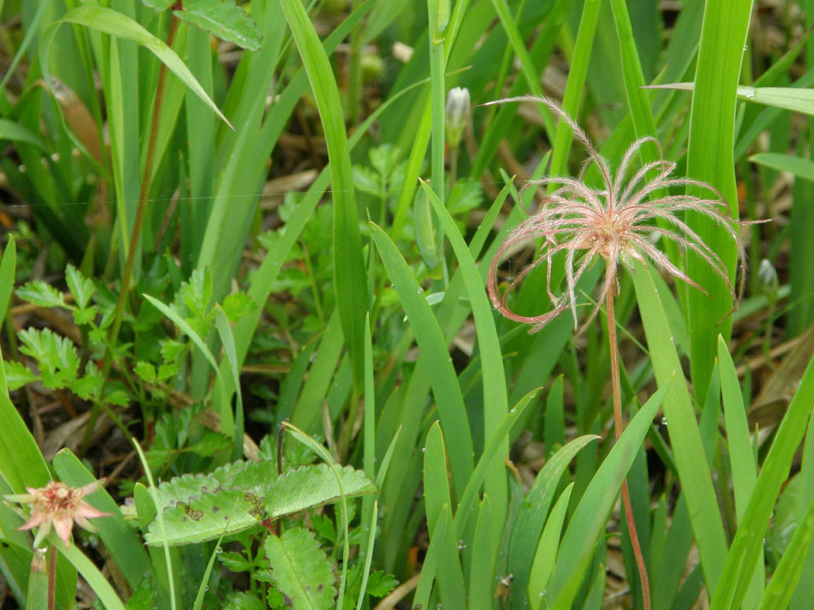 チングルマの果実