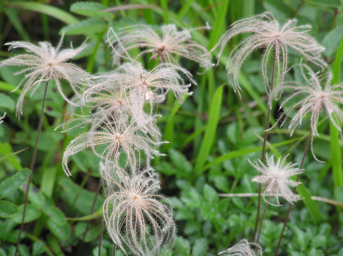 チングルマの果実