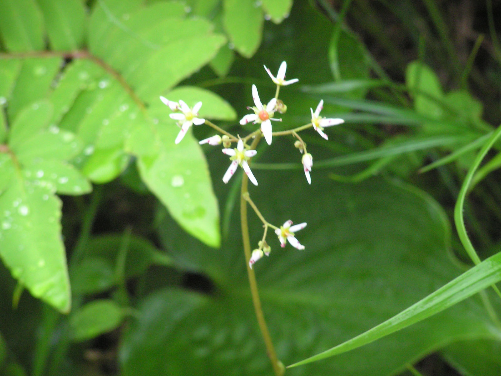 ミヤマダイモンジソウ