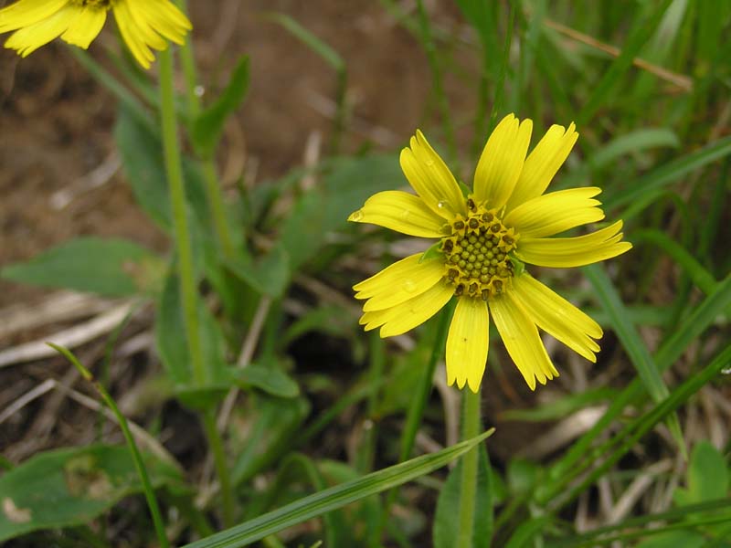 エゾウサギギク