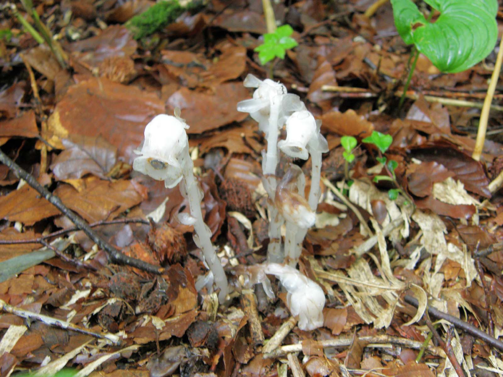 ギンリョウソウ