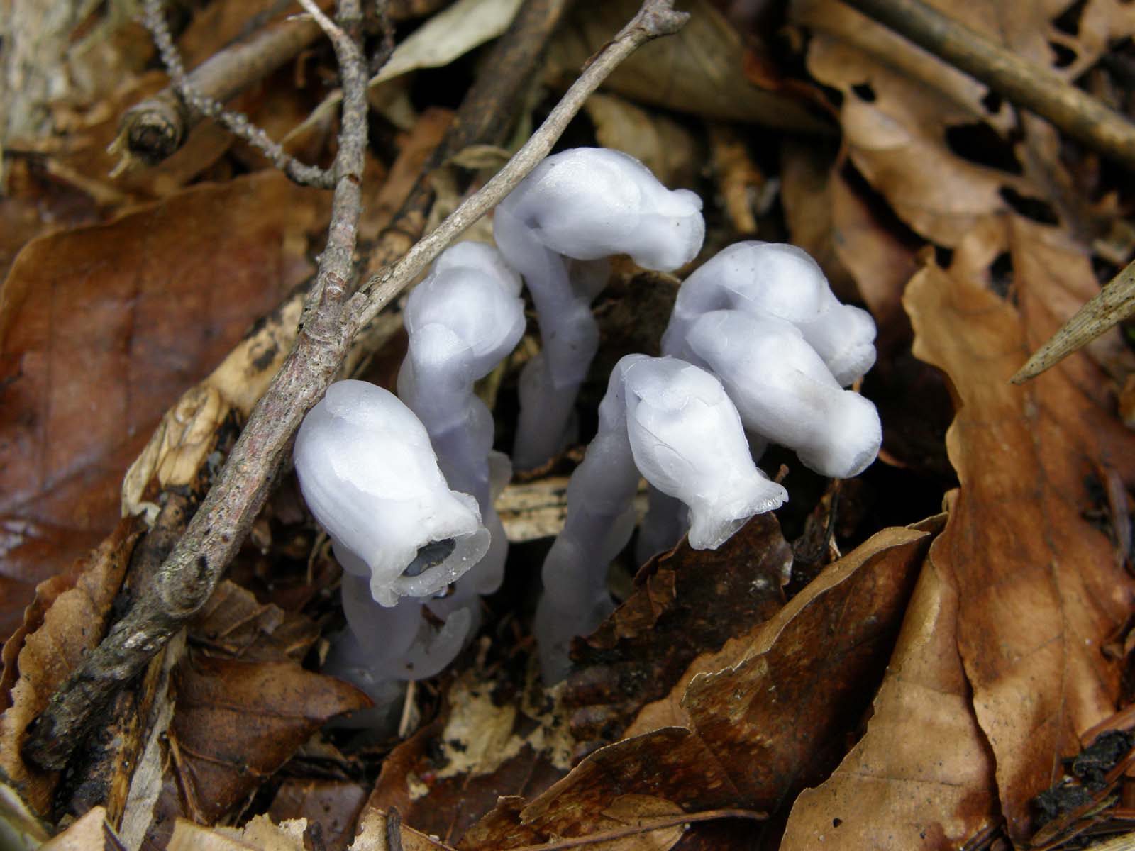 ギンリョウソウ