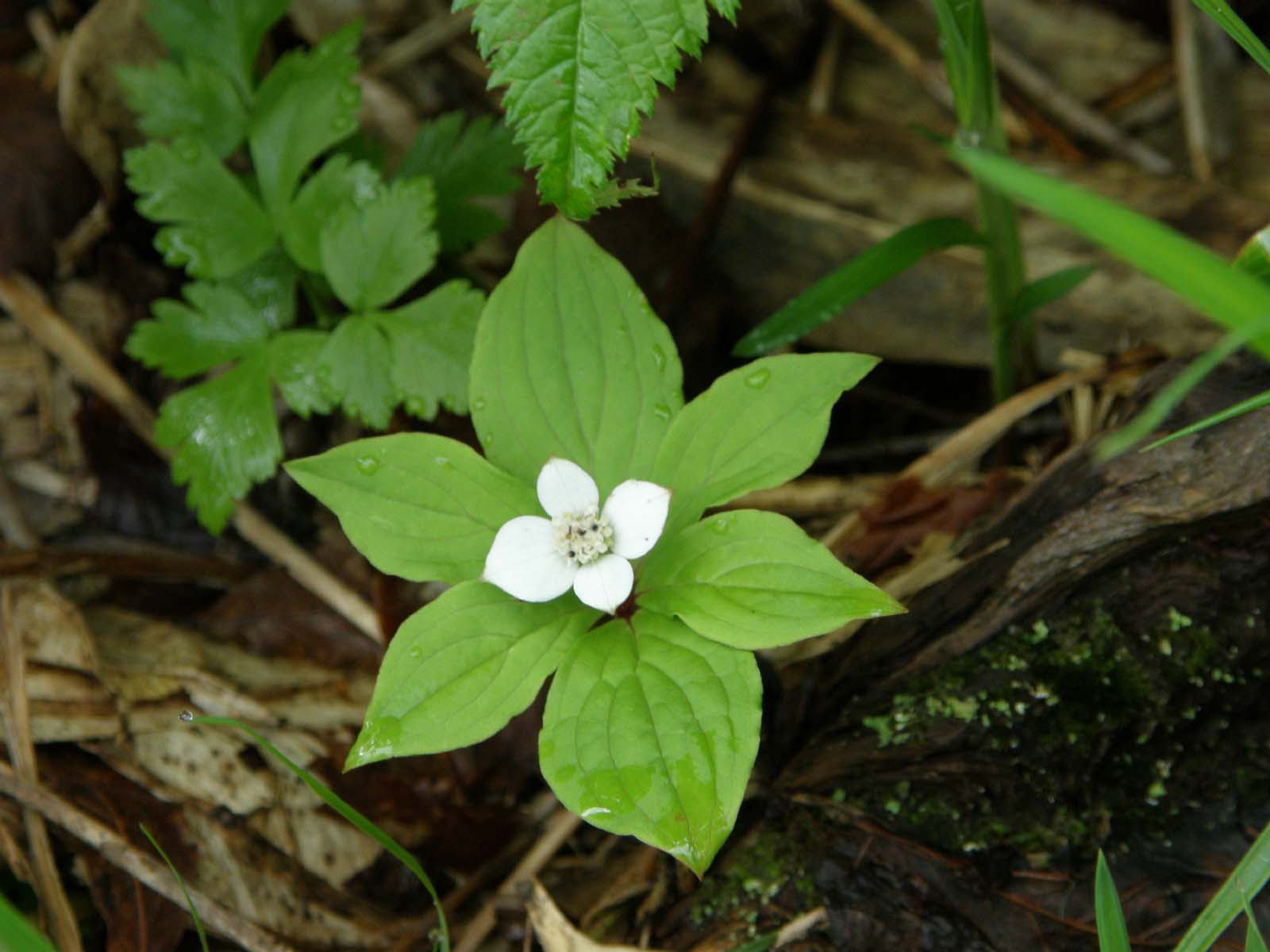 ゴゼンタチバナ