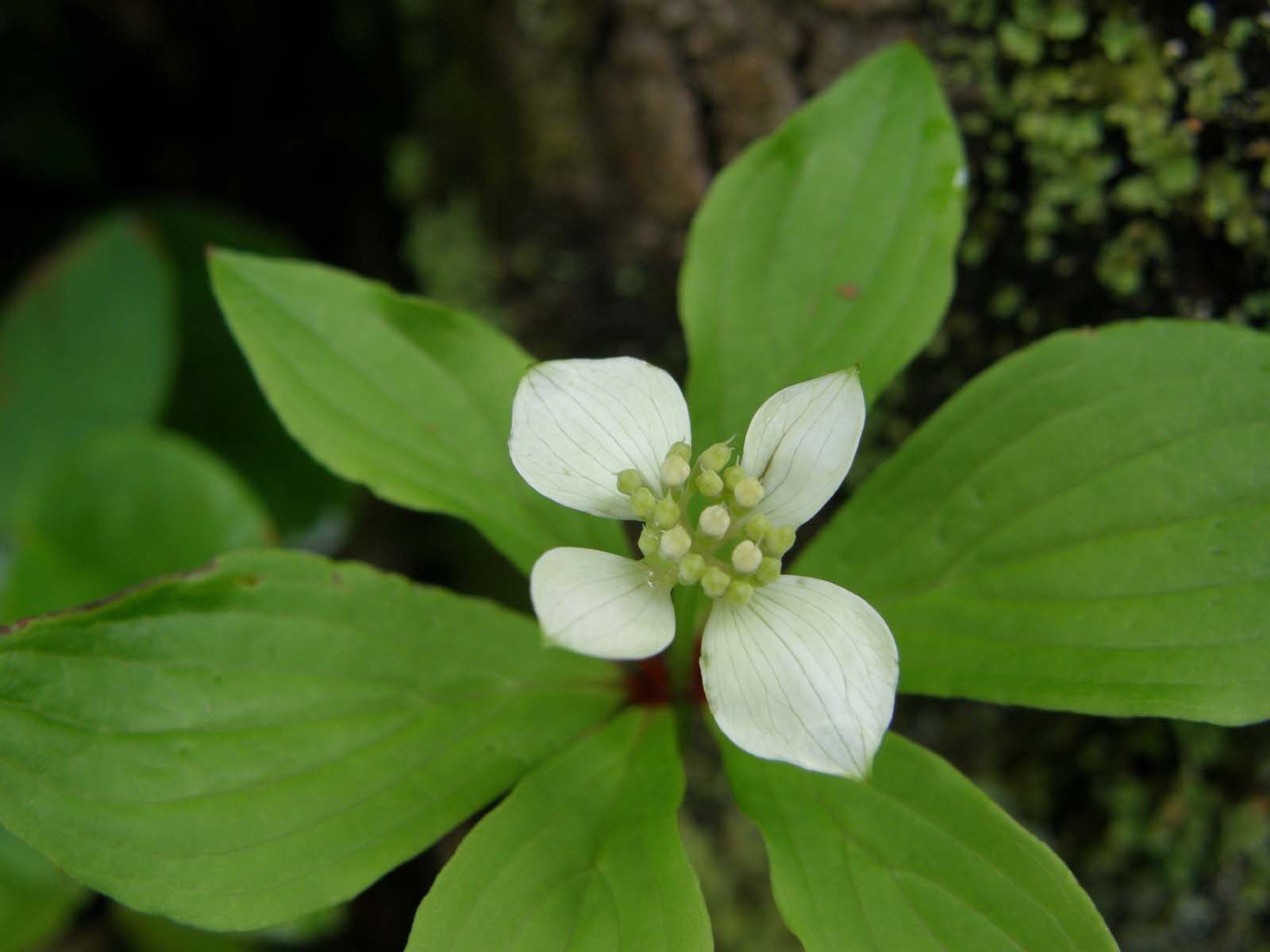ゴゼンタチバナ