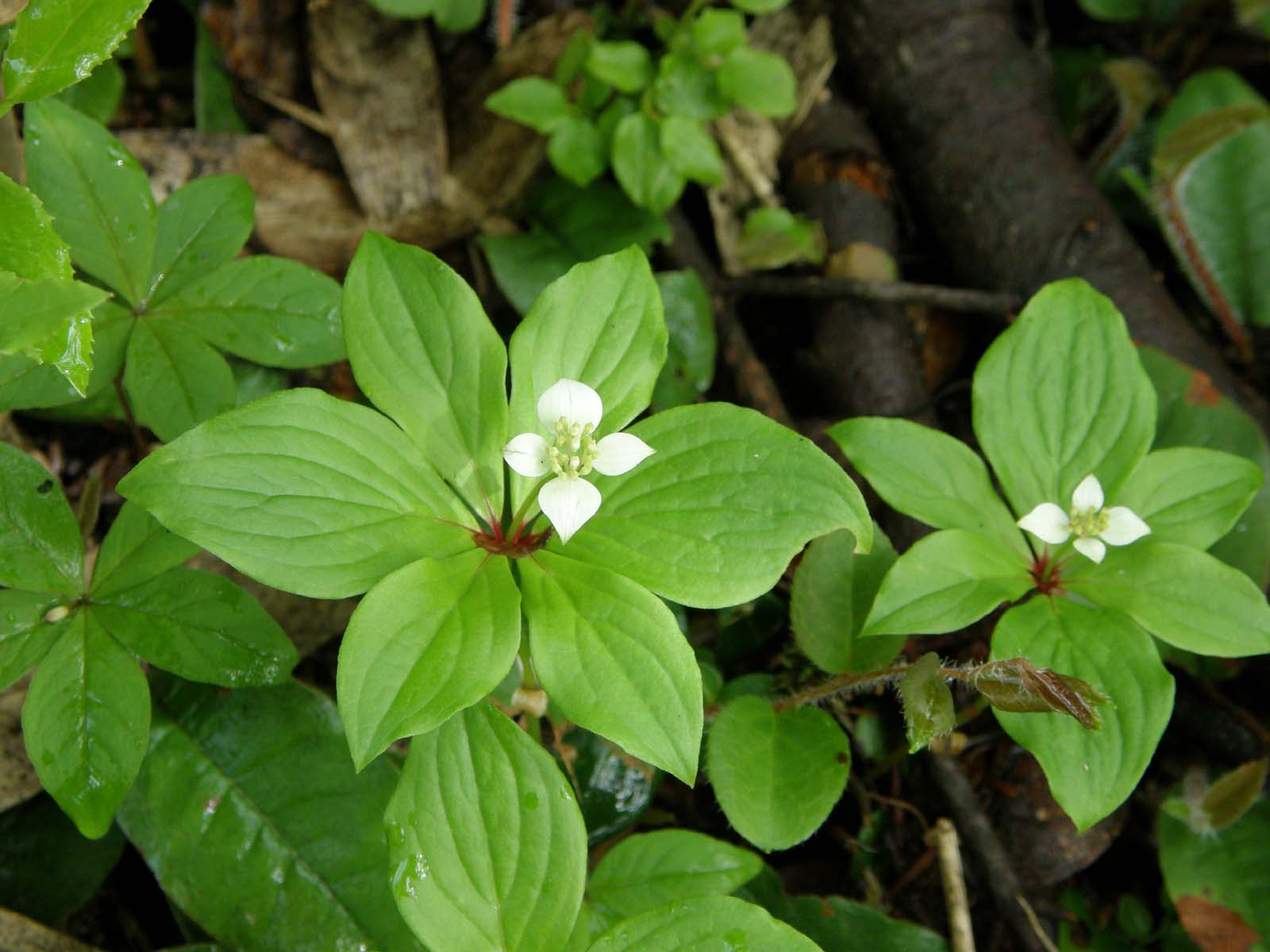 ゴゼンタチバナ
