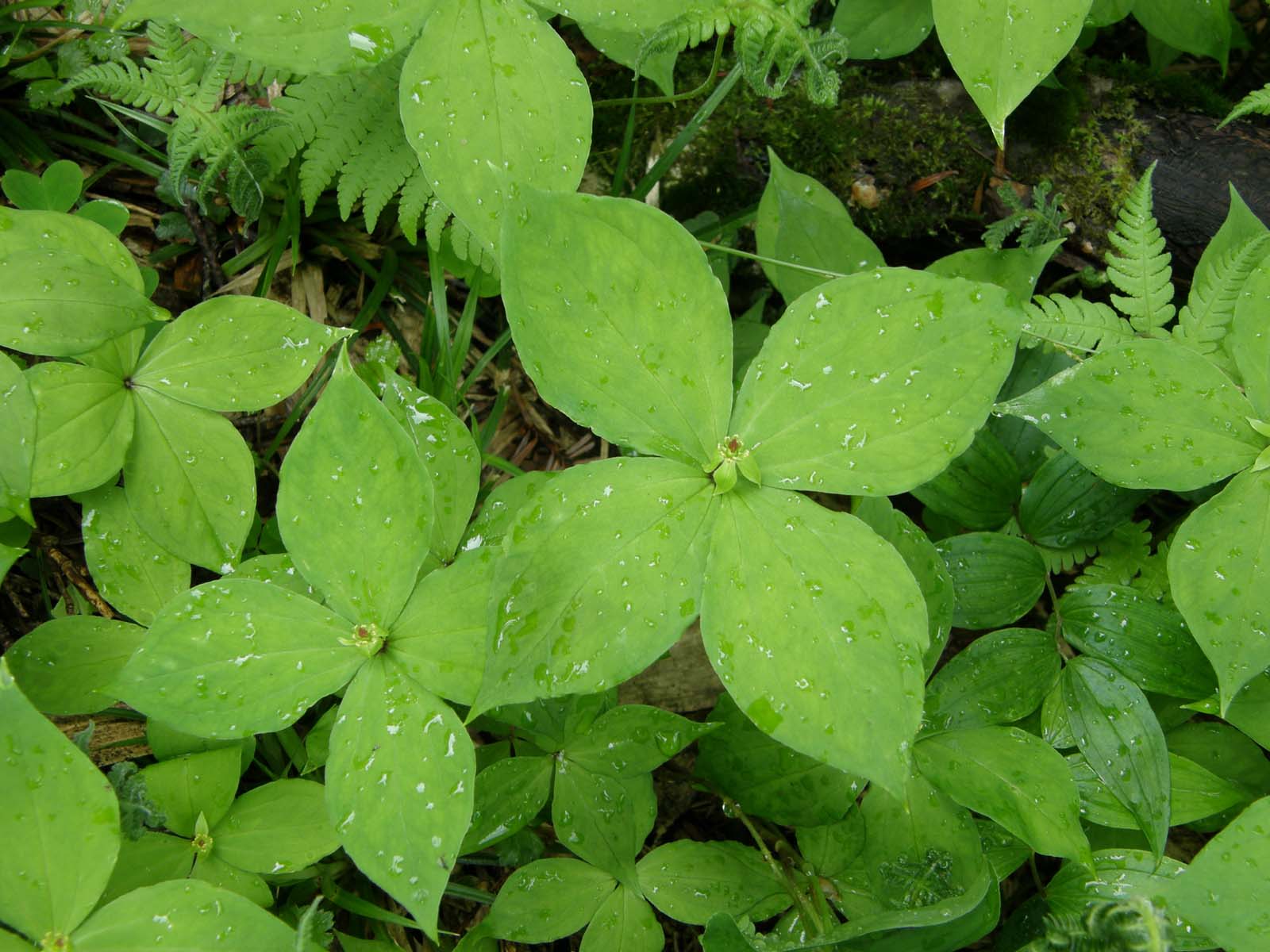 ゴゼンタチバナ