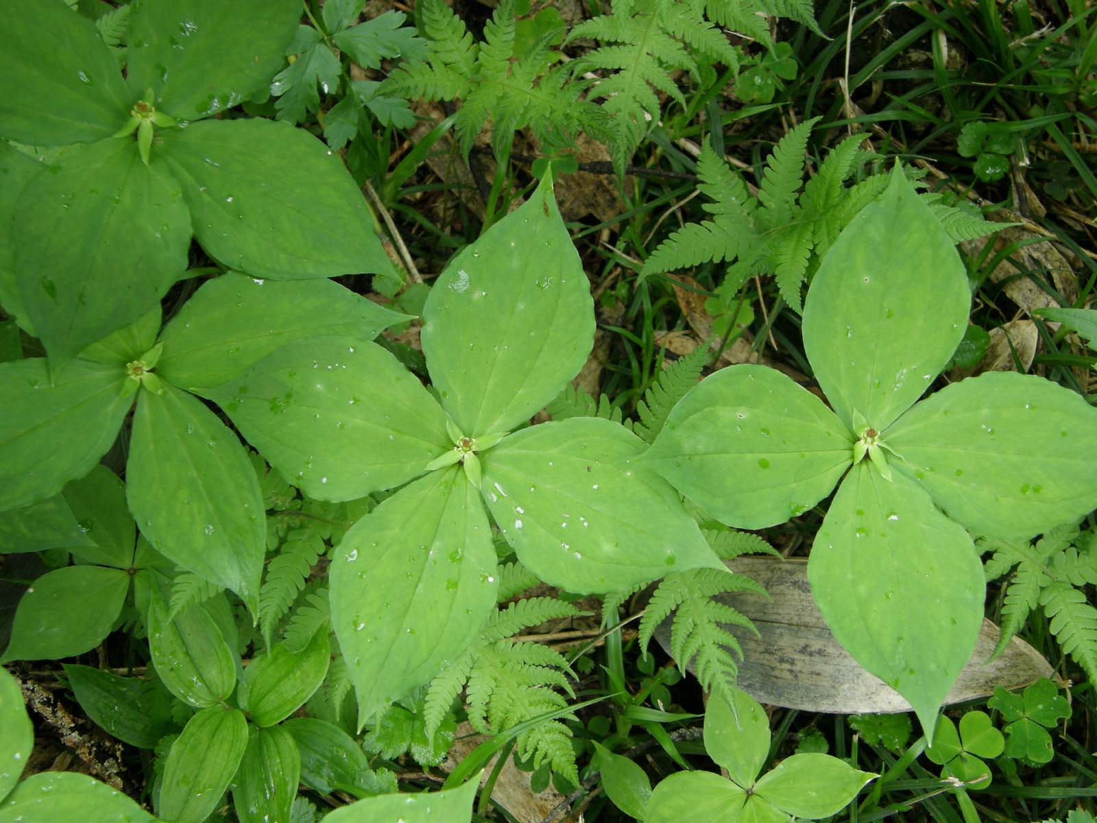 ゴゼンタチバナ