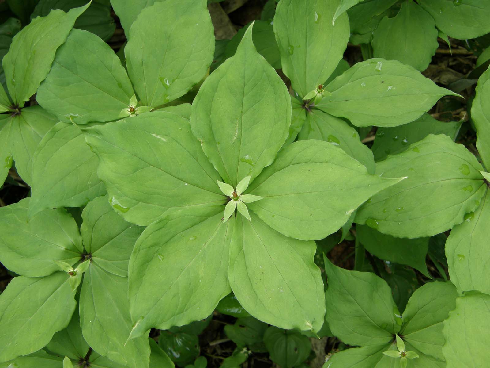 ゴゼンタチバナ