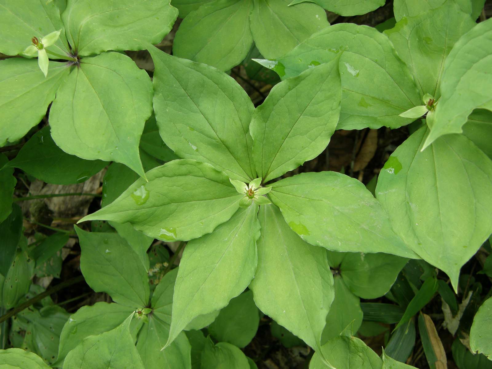 ゴゼンタチバナ