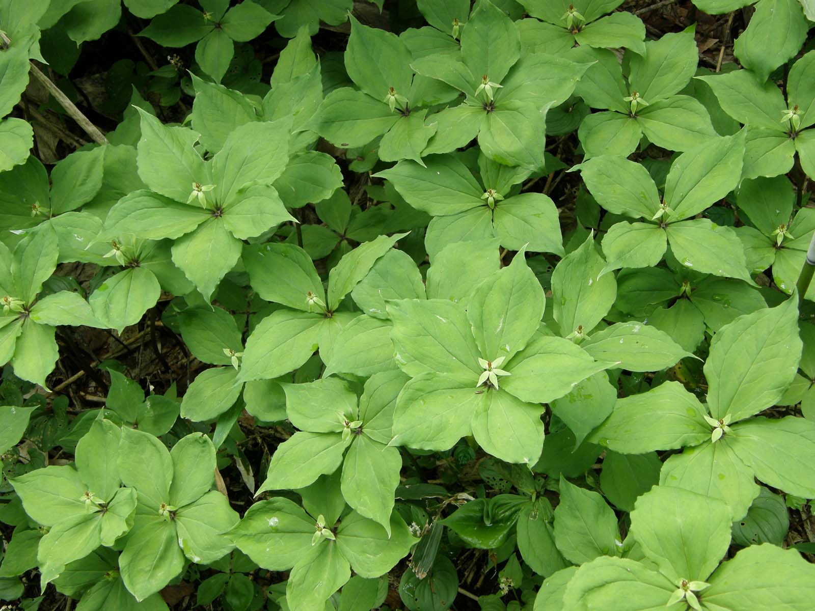 ゴゼンタチバナ