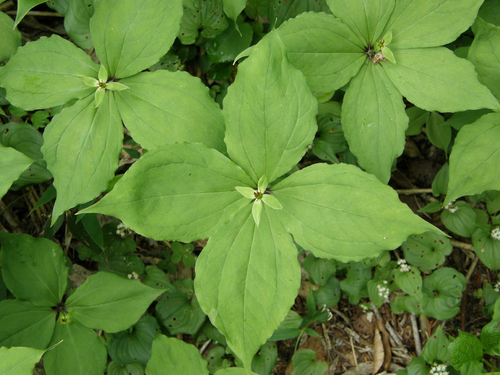 ゴゼンタチバナ