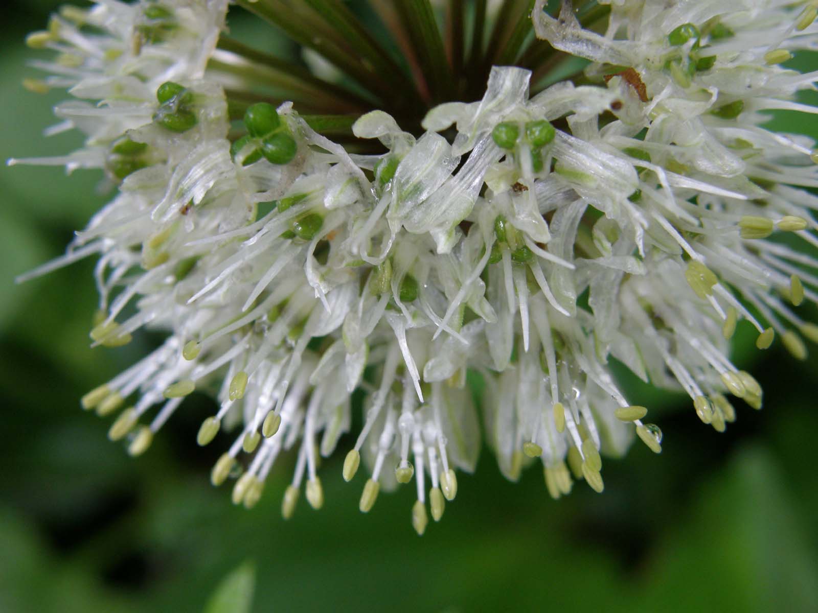 ギョウジャニンニク