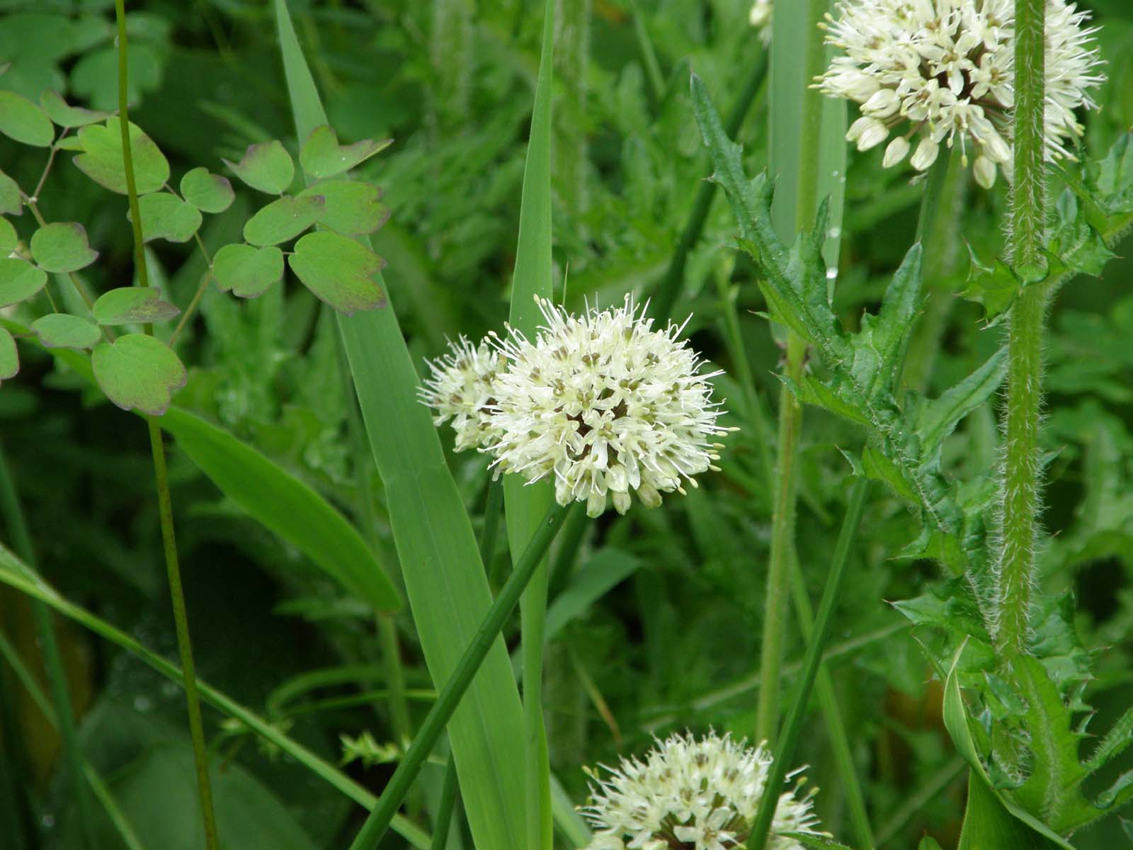 ギョウジャニンニク