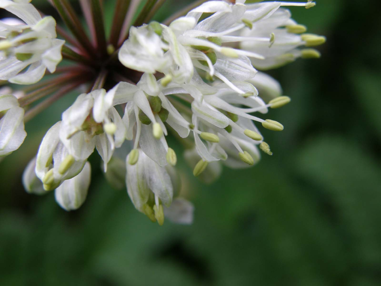 ギョウジャニンニク